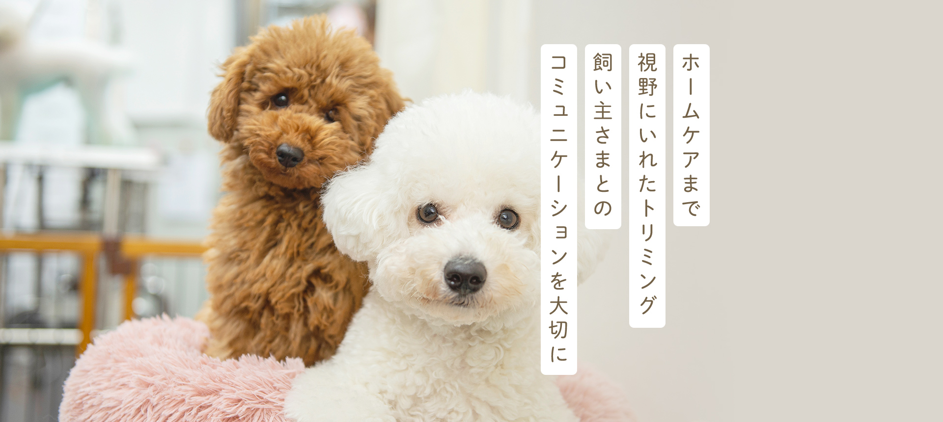 DogAmigo 竹の塚店