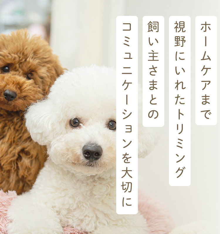 DogAmigo 竹の塚店